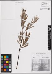 Foto von Salix eleagnos Scop.